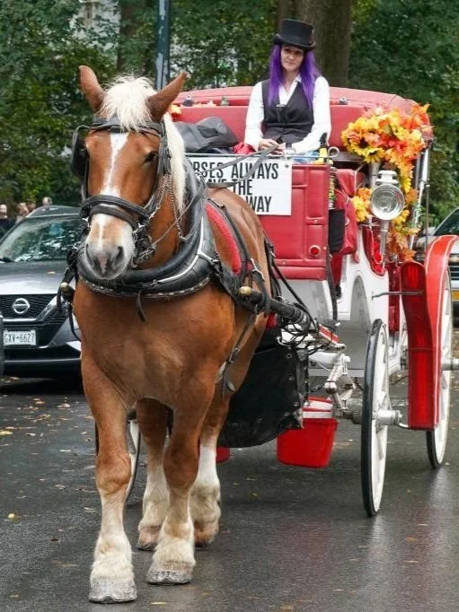 中央公园的载客马车,车夫驾马走在街上